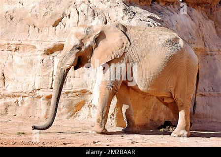 Éléphant du Biopark de Valence | Eléphant de Biopark de Valence 16/11/2017 Banque D'Images