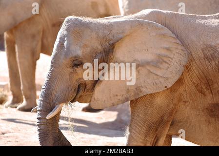 Éléphant du Biopark de Valence | Eléphant de Biopark de Valence 16/11/2017 Banque D'Images