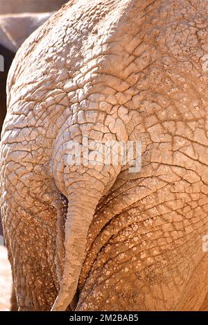 Éléphant du Biopark de Valence | Eléphant de Biopark de Valence 16/11/2017 Banque D'Images