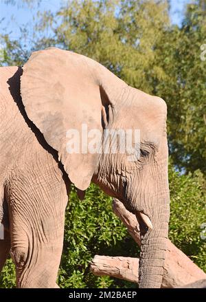 Éléphant du Biopark de Valence | Eléphant de Biopark de Valence 16/11/2017 Banque D'Images