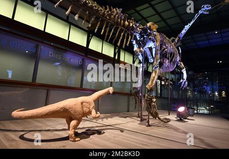 L'illustration montre le squelette d'un dinosaure de plateaux nommé Ben, lors de sa présentation au Musée des Sciences naturelles (Musée voor Natuurwetenschappen - Musée des Sciences naturelles) à Bruxelles, le jeudi 14 décembre 2017. BELGA PHOTO ERIC LALMAND Banque D'Images