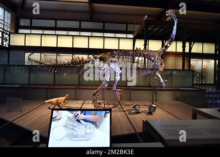 L'illustration montre le squelette d'un dinosaure de plateaux nommé Ben, lors de sa présentation au Musée des Sciences naturelles (Musée voor Natuurwetenschappen - Musée des Sciences naturelles) à Bruxelles, le jeudi 14 décembre 2017. BELGA PHOTO ERIC LALMAND Banque D'Images