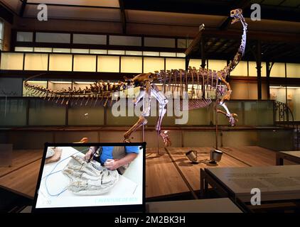 L'illustration montre le squelette d'un dinosaure de plateaux nommé Ben, lors de sa présentation au Musée des Sciences naturelles (Musée voor Natuurwetenschappen - Musée des Sciences naturelles) à Bruxelles, le jeudi 14 décembre 2017. BELGA PHOTO ERIC LALMAND Banque D'Images