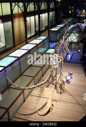 L'illustration montre le squelette d'un dinosaure de plateaux nommé Ben, lors de sa présentation au Musée des Sciences naturelles (Musée voor Natuurwetenschappen - Musée des Sciences naturelles) à Bruxelles, le jeudi 14 décembre 2017. BELGA PHOTO ERIC LALMAND Banque D'Images