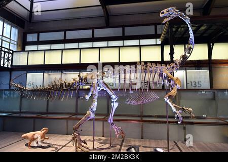 L'illustration montre le squelette d'un dinosaure de plateaux nommé Ben, lors de sa présentation au Musée des Sciences naturelles (Musée voor Natuurwetenschappen - Musée des Sciences naturelles) à Bruxelles, le jeudi 14 décembre 2017. BELGA PHOTO ERIC LALMAND Banque D'Images