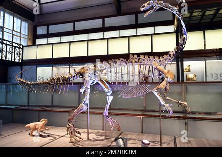 L'illustration montre le squelette d'un dinosaure de plateaux nommé Ben, lors de sa présentation au Musée des Sciences naturelles (Musée voor Natuurwetenschappen - Musée des Sciences naturelles) à Bruxelles, le jeudi 14 décembre 2017. BELGA PHOTO ERIC LALMAND Banque D'Images