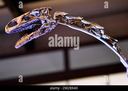 L'illustration montre le squelette d'un dinosaure de plateaux nommé Ben, lors de sa présentation au Musée des Sciences naturelles (Musée voor Natuurwetenschappen - Musée des Sciences naturelles) à Bruxelles, le jeudi 14 décembre 2017. BELGA PHOTO ERIC LALMAND Banque D'Images