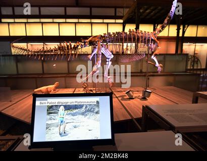 L'illustration montre le squelette d'un dinosaure de plateaux nommé Ben, lors de sa présentation au Musée des Sciences naturelles (Musée voor Natuurwetenschappen - Musée des Sciences naturelles) à Bruxelles, le jeudi 14 décembre 2017. BELGA PHOTO ERIC LALMAND Banque D'Images