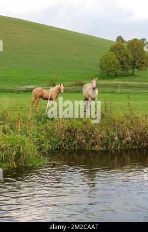 White horses in the pasture.herd of horses in a fenced paddock near a river. Breeding and raising horses.Animal husbandry and agriculture concept.  Stock Photo