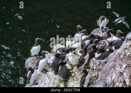 Colonie de guillemots à marmettes / guillemots (Uria aalge), densément peuplés, nichant au printemps sur des crêtes rocheuses au bord de la falaise, Écosse, Royaume-Uni | colonie de guillemots de Troïl dans falaise, Ecosse, Royaume-Uni 24/05/2017 Banque D'Images