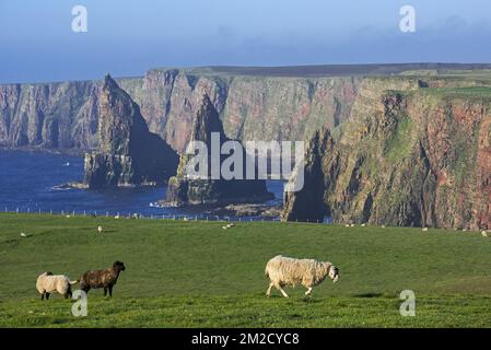 Duncansby Stacks, pinnacles au sud de Duncansby Head près de John o' Groats, Caithness, Highland, Scottish Highlands, Écosse, Royaume-Uni | les piliers de Duncansby piles à Duncansby Head près de John o' Groats, Caithness, Ecosse, Royaume-Uni 27/05/2017 Banque D'Images