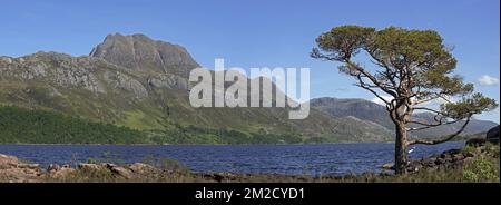 PIN écossais (Pinus sylvestris L.) sur les rives du Loch Maree et de la montagne Slioch, Wester Ross, Scottish Highlands, Écosse, Royaume-Uni | Loch Maree et la montagne Slioch, Wester Ross, Ecosse, Royaume-Uni 31/05/2017 Banque D'Images