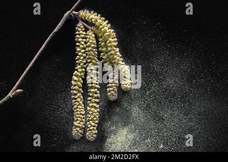 Gros plan de chatons mâles dispersant le pollen au début du printemps | pollen de châtons maâles du bruit / coudrier (Corylus avellana) dispersés par le vent en printemps sur fond noir 12/02/2018 Banque D'Images