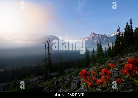 Fleurs sauvages Bloom par le sentier du lac Moraine Highline Banque D'Images