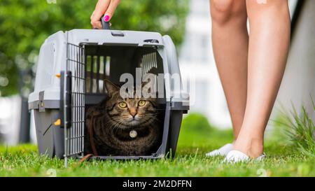 Un chat rayé gris se trouve dans un support sur l'herbe verte en plein air à côté des pieds du propriétaire. Banque D'Images