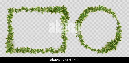 Châssis Ivy VINES. Bordures de bannière rectangulaires et circulaires de rameaux et de lianes de super-réducteur avec des feuilles vertes isolées sur fond transparent, vecteur reali Illustration de Vecteur