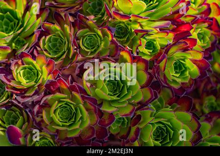 Les rosettes de néons en spirale Fibonacci de la beauté de l'Aeonium se précipitent au soleil de Californie. Banque D'Images