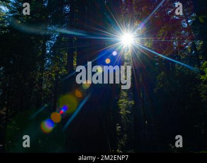 Des éclats de soleil éclatés brillent à travers la canopée de séquoias dans la réserve naturelle d'Armstrong Redwoods en Californie. Banque D'Images