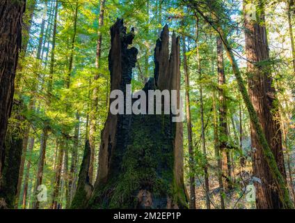 Une souche de séquoias endommagée par le feu dans la réserve naturelle d'Armstrong Redwoods se trouve parmi les arbres géants. Banque D'Images