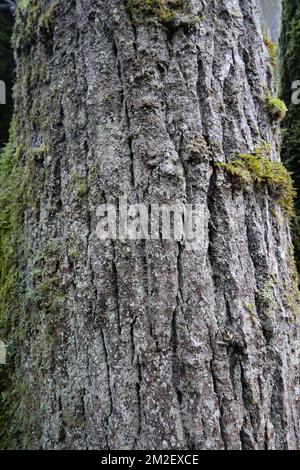 Gros plan d'une écorce d'arbre recouverte de mousse trouvée dans le parc provincial Golden Ears, en Colombie-Britannique, au Canada Banque D'Images