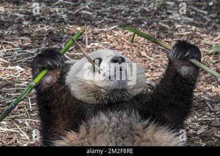 Jeune panda géant de deux ans (Ailuropoda melanoleuca) cub mangeant du bambou | Jeune panda géant (Ailuropoda melanoleuca) de deux ans mangeant du bambou 09/05/2018 Banque D'Images