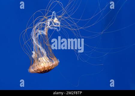 L'ortie japonaise (Chrysaora pacifica) jellyfish nageant sous l'eau montrant de longs tentacules de fuite | Méduse striée du Pacifique (Chrysaora pacifica) 09/05/2018 Banque D'Images