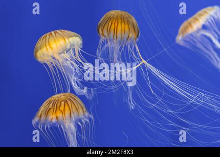 Bloom of Japanese sea nettles (Chrysaora pacifica) group of jellyfish swimming underwater | Méduse striée du Pacifique (Chrysaora pacifica) 09/05/2018 Stock Photo