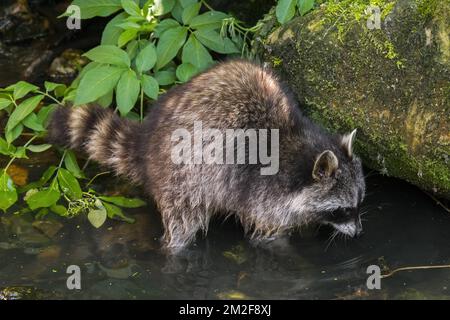 Raton laveur (Procyon lotor), originaire d'Amérique du Nord, lavant de la nourriture dans l'eau du ruisseau en forêt | Raton laveur commun (Procyon lotor) 08/05/2018 Banque D'Images