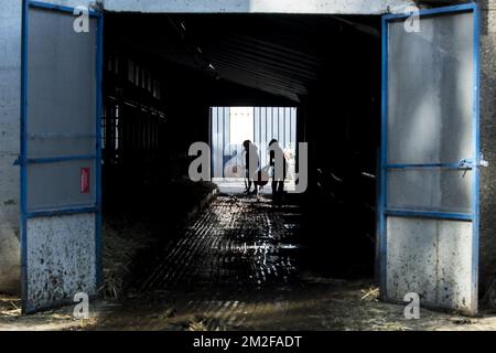 Femmes travaillant dans la ferme - nettoyage de l'écurie et mise du foin pour les vaches dans l'écurie et les granges | Epouse et femme d'élève disponible dans la ferme - métal du foie pour les vache - nettoyer les étables 09/05/2018 Banque D'Images