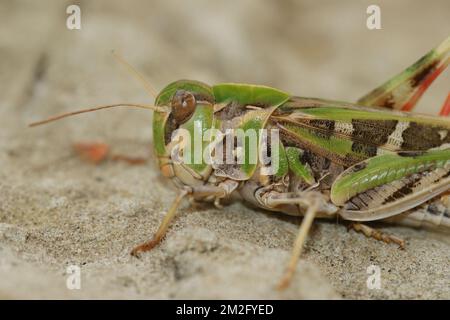 Vue rapprochée naturelle d'une sauterelle en ruban, Oedaleus decorus, perchée au sol Banque D'Images