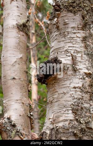 Chaga fungus, Inonotus obliquus, growing on a red birch tree, Betula occidentalis, in the Bonner Swamp, near Camp Nine, north of Bonners Ferry, Idaho. Stock Photo