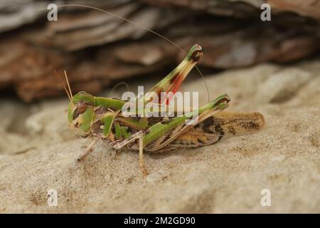 Vue rapprochée naturelle d'une sauterelle en ruban, Oedaleus decorus, perchée au sol Banque D'Images