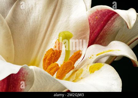 Gros plan d'un lys de Noël avec des étamines couvertes de pollen orange vif. Fleurs de Noël traditionnelles à Aotearoa / Nouvelle-Zélande. Banque D'Images