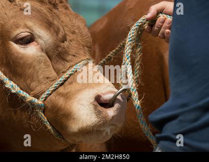 L'illustration montre une vache au salon agricole de Libramont, le vendredi 27 juillet 2018, à Libramont. BELGA PHOTO BENOIT DOPPAGNE Banque D'Images