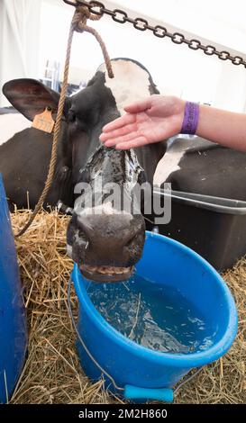 L'illustration montre une vache au salon agricole de Libramont, le vendredi 27 juillet 2018, à Libramont. BELGA PHOTO BENOIT DOPPAGNE Banque D'Images