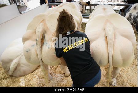 Illustration prise au salon agricole de Libramont, le vendredi 27 juillet 2018, à Libramont. BELGA PHOTO BENOIT DOPPAGNE Banque D'Images