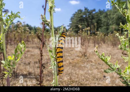 la chenille de la teigne cinnabare (Tyria jacobaeae) se nourrissant sur les feuilles de l'armoise commune / l'armoise tansy / St. James-Wort (Jacobaea vulgaris) en été | chenille du goutte-de-sang (Tyria jacobaeae) sur séneçon de Jacob / séneçon jacobée (Jacobaea vulgaris) en été 24/07/2018 Banque D'Images