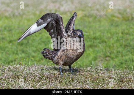 Grand skua (Stercorarius skua) au départ des landes, réserve naturelle nationale des Hermaness, Unst, Shetland Islands, Écosse, Royaume-Uni | Grand labbe / grand skua (Stercorarius skua) 14/06/2018 Banque D'Images