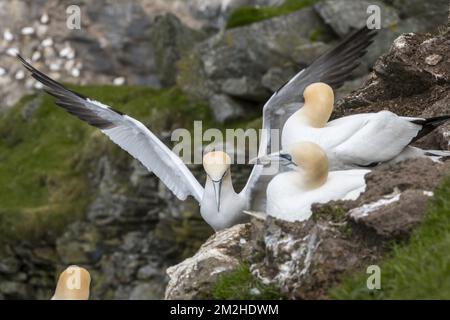 Le gantet du Nord (Morus bassanus) est sur le nid dans la falaise de mer à la colonie de reproduction d'oiseaux de mer au printemps | fou de Bassan (Morus bassanus) 18/06/2018 Banque D'Images