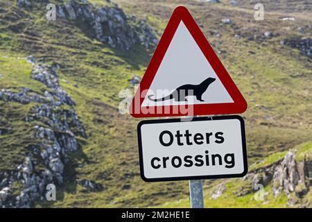 Panneau d'avertissement de loutre eurasien / loutre européen (Lutra lutra) pour loutre traversant la rue côtière en Écosse, Royaume-Uni | panneau de signalisation pour la conducteur d'Europe / la conducteur européenne (Lutra lutra) 09/06/2018 Banque D'Images