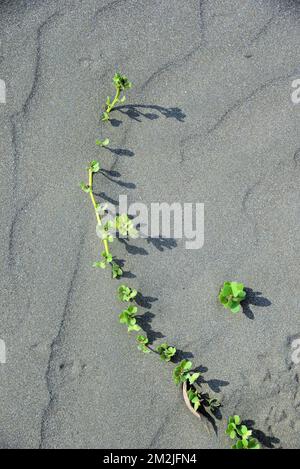 Ombre végétale verte sur sable de plage, plage de Survada, Valsad, Gujarat, Inde, Asie Banque D'Images