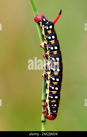 Caterpillar Hyles Euphorbiae, la teigne de faucon, qui repose sur une tige d'herbe, en gros plan. Trencin, Slovaquie. Banque D'Images