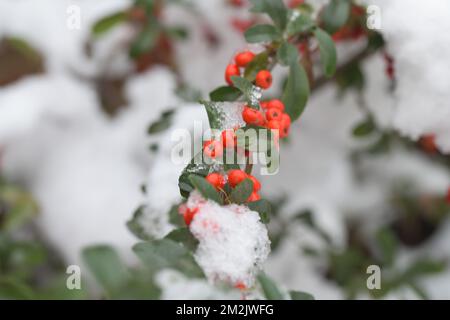 Pyracantha coccinea, écarlate firethorn, baies rouges brillantes avec des gouttelettes de neige fondante, feuilles dentées, scène hivernante Banque D'Images