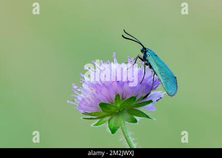 Papillon vert installé sur une fleur de prairie au crépuscule. Genre Adscita stattex.Trencin, Slovaquie. Banque D'Images