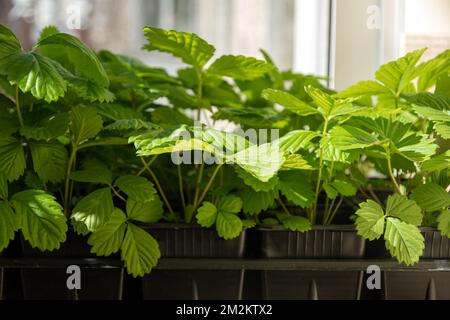 Buissons avec feuilles vertes de fraises en pots. Semis de fraise en pot en plastique noir. Semis en pleine croissance sur le rebord de la fenêtre à la maison. Travail saisonnier Banque D'Images