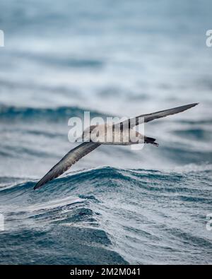 Shearwater survolant les vagues de la mer méditerranée Banque D'Images