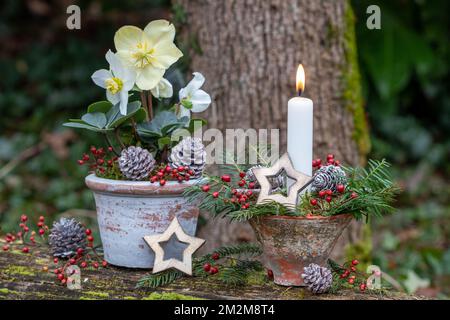 décoration de noël avec bougie blanche et helleborus niger en terre cuite Banque D'Images