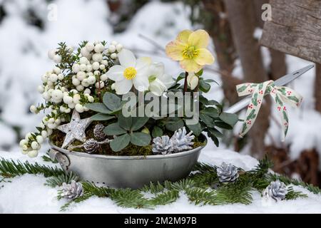 helleborus niger et calaque blanche en passoire d'époque dans le jardin d'hiver Banque D'Images