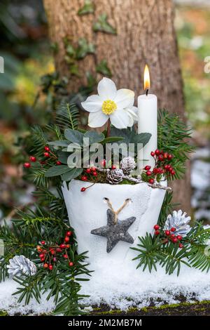 décoration de noël avec helleborus niger en pot et bougie blanche Banque D'Images