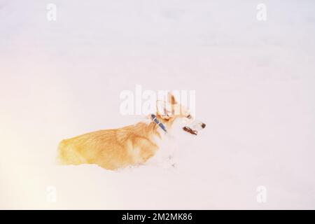 Drôle heureux Pembroke gallois Corgi chien jouant, course rapide en plein air dans la neige, Snowdrift à la journée d'hiver. Le chien de Corgi s'amuser dans les déneigeuses. Copier Banque D'Images